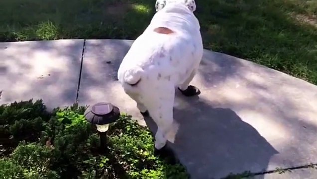 Un bulldog marche pour la première fois avec ses pantoufles !