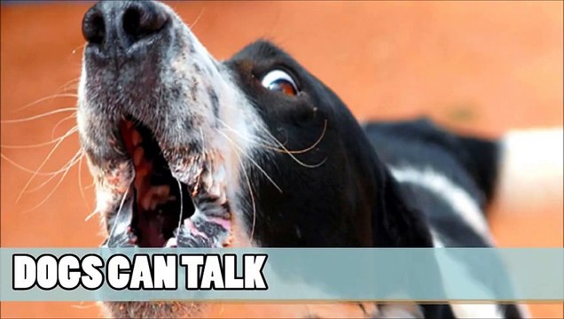 Marc Métral and his talking dog Wendy wow the judges | Audition Week 1 | Britains Got Tal