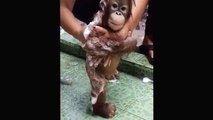 Cute baby monkeys and orangutans - Fancy and funny for kids