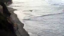 Whale washes ashore on Solana Beach
