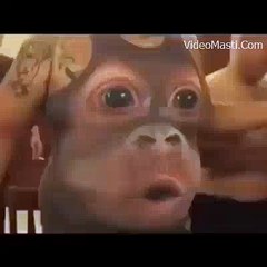Boy Playing With Bandar Wali T-shirt Haha - Very Funny_EntertainmentDhamal