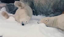 Suni kara kavuşan kutup ayıları böyle keyif yaptı