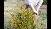 A Demo on...Trimming Your Green Giant Arborvitae