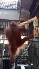 Un Orang-outang fabrique un hamac dans sa cage