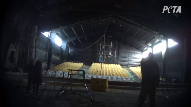 Le dresseur du tigre du film L'odyssée de py filmé en train de martyriser l'animal