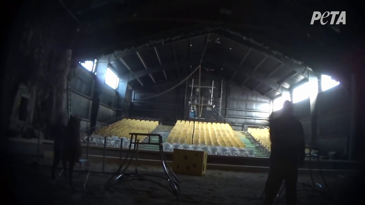 Le dresseur du tigre du film L'odyssée de py filmé en train de martyriser l'animal