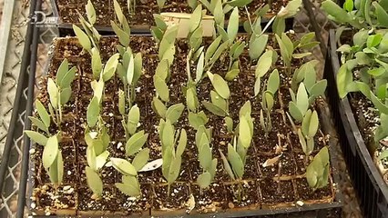 How Its Made 930 Jojoba Oil