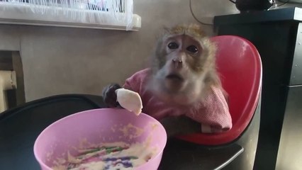 Ржачная обезьяна кушает кашу)