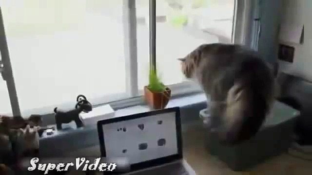 Смотреть до конца!!!! Кот на Измене! А сначало был Крутой! Ржач! Смотреть до конца!!!!