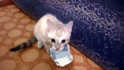 КОТЯРА ЗАЖАЛ ШТУКАРЬ ! РЖАЧ ! СМОТРИТЕ !