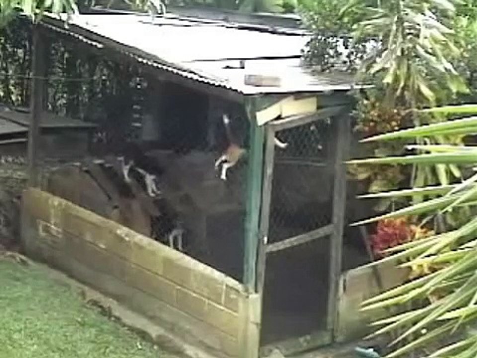 Zeki Köpek Bakın Nasıl Kaçtı || The Great Dog Escape