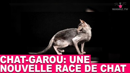 Chat Garou Une Nouvelle Race De Chat A Decouvrir Dans La Minute Chat 79 Video Dailymotion