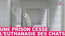 Une prison cesse l'euthanasie des chats! AUjourd'hui dans la minute chat #80