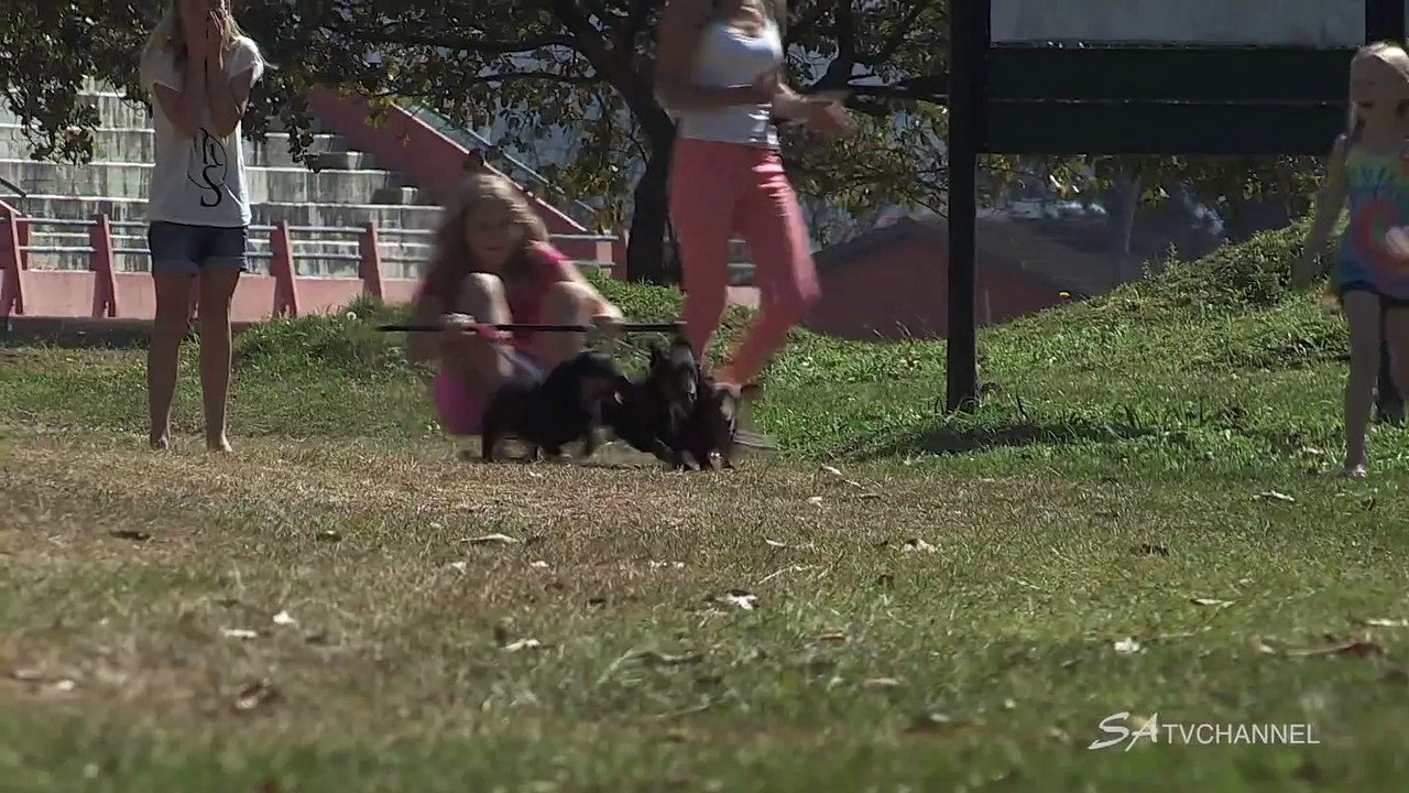Ces filles font du skateboard tiré par des teckels nains