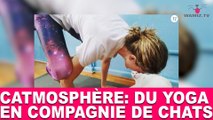 Catmosphère: du yoga en compagnie de chats! À découvrir dans la minute chat #81