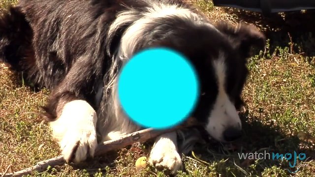 Top 5 Facts About Dogs