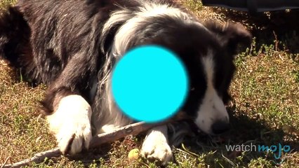 Top 5 Facts About Dogs