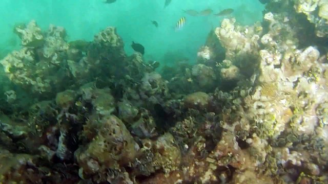 snorkeling au centre UCPA des Saintes, 1ere semaine de décembre 2015