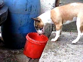 BUFFY ET LE SEAU D'EAU 1