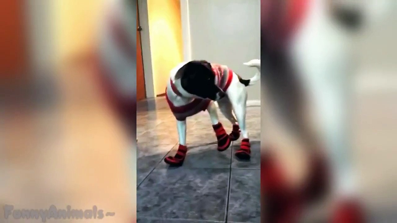 Bu Köpekler Çok Tatlı || Dogs Wearing Shoes