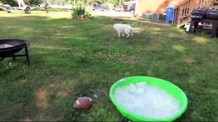 7 Simple Hacks Every Dog Owner Should Know