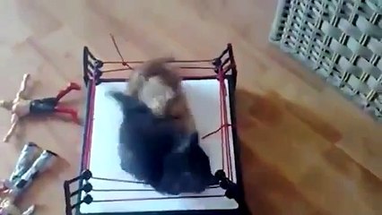 Лучшие кошачьи разборки! Жесть!))))))))