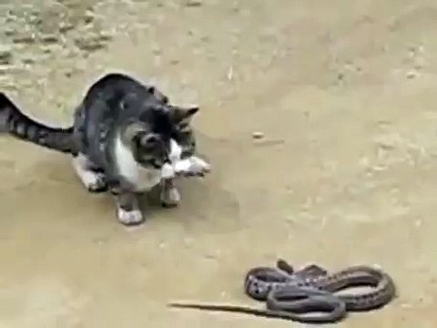 Кошак охотится на змею! Cat hunts on a snake!