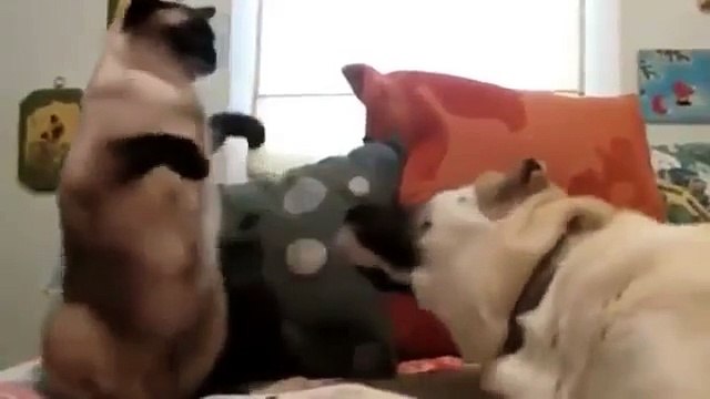 Кошки против собак !)))))))))))))))0 Позитив!!!
