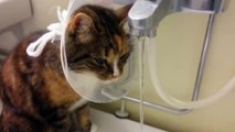 Funny Cat drinks water on his Surgery Cone