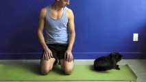Trying to TEACH exercise around cats - Funny Animals Channel