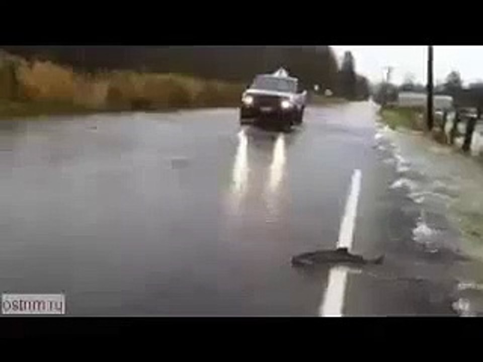 Вот это Дааа.Рыба плавает на дороге!))