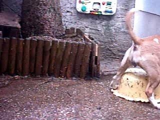 BUFFY ET LE SEAU D'EAU 3