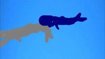 PBA : cachalote vs ballena azul /blue whale vs sprem whale