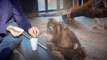Comic Monkey sees a magic trick -Funny Orangutan