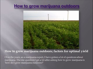 steps to growing weed outdoors