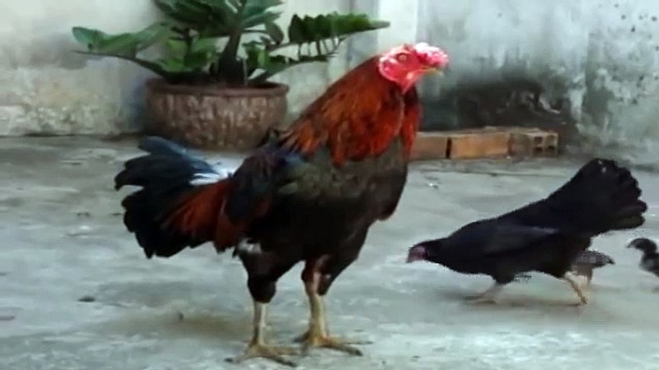 Con gà trống - Nhạc thiếu nhi vui nhộn hay nhất