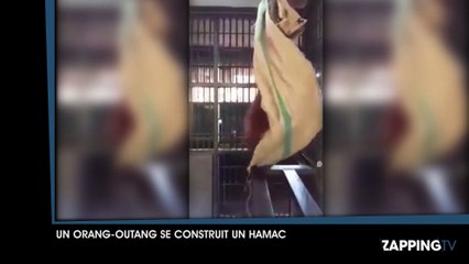Un orang-outang se construit un hamac (vidéo)