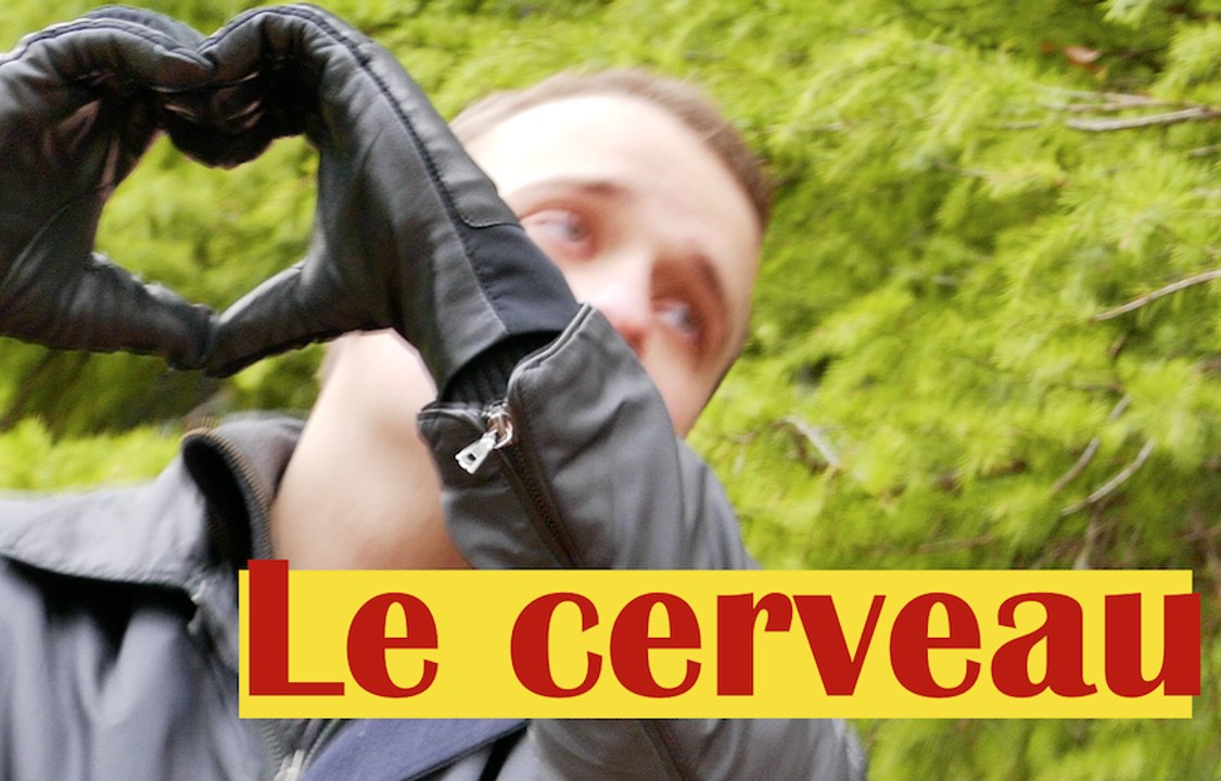 Le cerveau