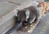 Thirsty Koala Drinks for Twenty Minutes After Days of Sweltering Heat