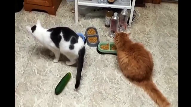 Коты и опасные огурцы