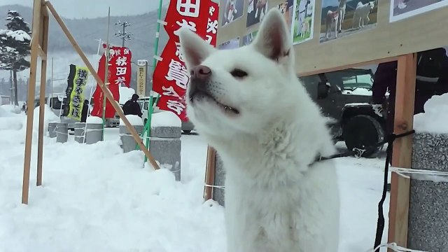 20130216 秋田犬ふれあい