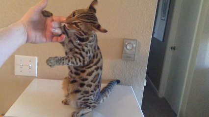 Bengal Hybrid Welcoming Us Home