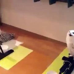 Как смеется сова