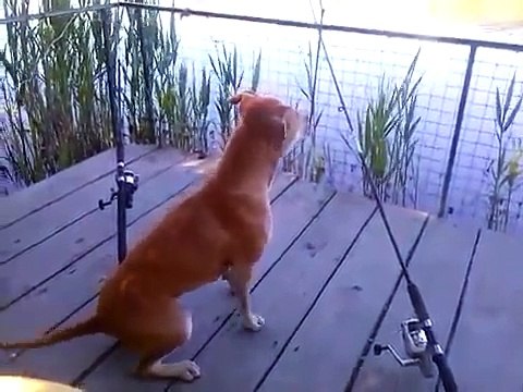 Приколы с животными! Собака рыбачка )