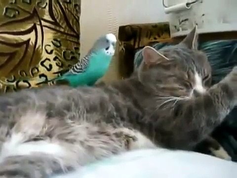 Приколы! Попугай не дает спать коту Смешная картинка)