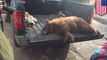 Stowaway bear travels 65 miles in trash truck