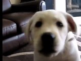 Super Cute Puppy Being....A Super Cute Puppy!