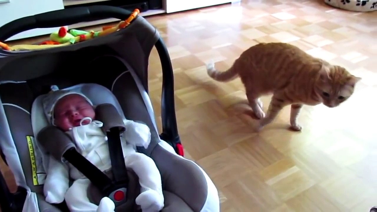 Cats and dogs seeing a baby for the first time