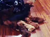New Puppy Mom Is Overwhelmed With Responsibilties