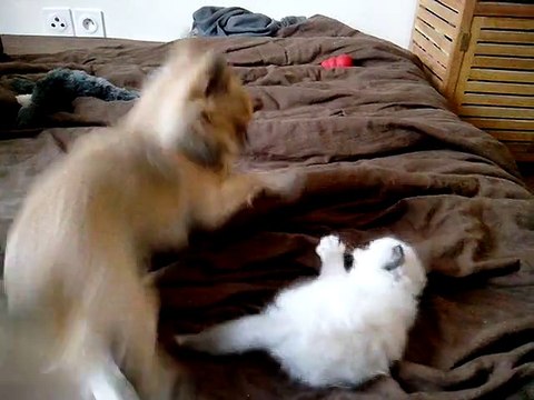 Qui a dit que les chats et les chiens ne s'entendaient pas!!??